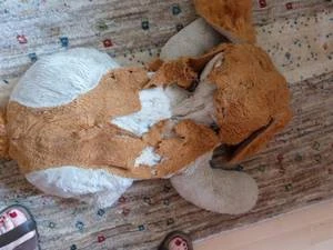 Bärenklinik besonders anspruchsvoll und erfolgreich