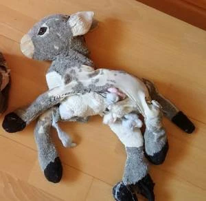 Bärenklinik besonders anspruchsvoll und erfolgreich